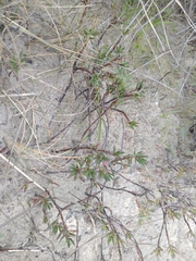 Polygonum paronychia