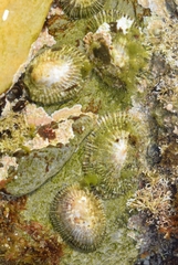 Siphonaria pectinata