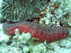 Holothuria edulis