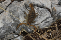 Aegaeobuthus gibbosus