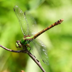 Ophiogomphus rupinsulensis
