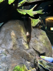 Gymnothorax polyuranodon