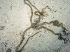 Macrophiothrix