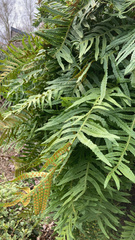 Polypodium