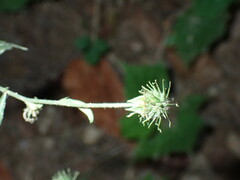 Geum