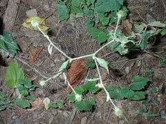 Geum