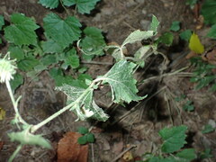 Geum