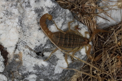 Aegaeobuthus gibbosus