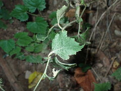 Geum