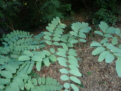 Robinia pseudoacacia