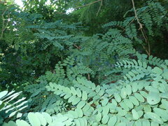Robinia pseudoacacia