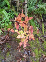 Hypericum androsaemum