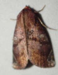 Hemicephalis