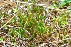 Selaginella corallina