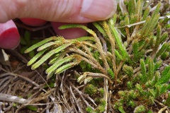 Selaginella corallina