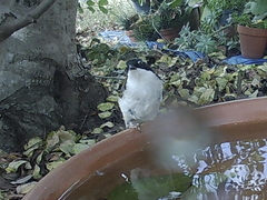 Melithreptus albogularis