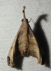 Palthis angulalis
