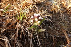 Petasites frigidus