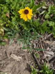 Coreopsis basalis
