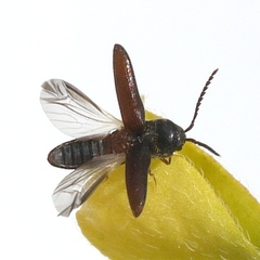 Microrhagus triangularis