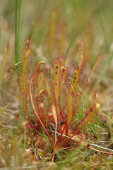 Drosera linearis