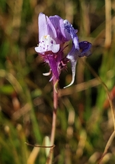 Linaria amethystea