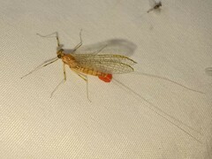 Stenacron interpunctatum