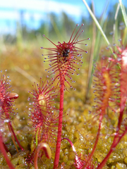 Drosera intermedia