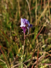 Linaria amethystea