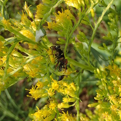 Myzinum quinquecinctum