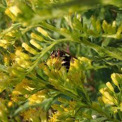 Myzinum quinquecinctum