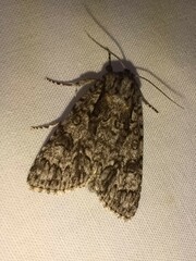 Acronicta impressa