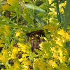 Myzinum quinquecinctum