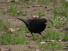 Turdus merula