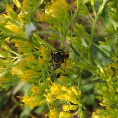 Myzinum quinquecinctum
