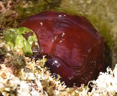 Actinia mediterranea