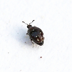 Corylophidae