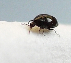Corylophidae