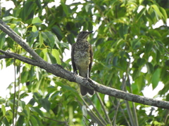 Turdus amaurochalinus
