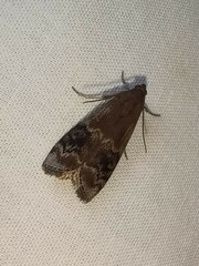 Euzophera semifuneralis