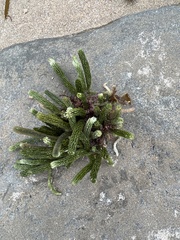 Caulerpa brownii