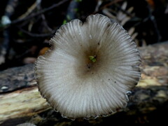 Porotheleaceae