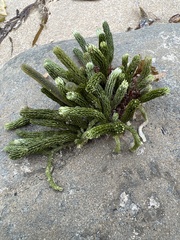Caulerpa brownii