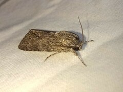 Acronicta impleta