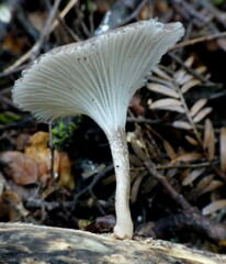Porotheleaceae