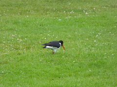 Haematopus ostralegus