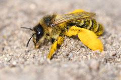 Dasypoda hirtipes