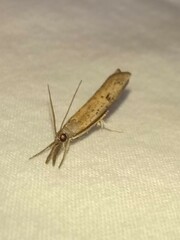 Fissicrambus mutabilis