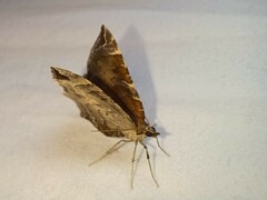 Eulithis molliculata