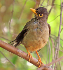 Turdus falcklandii magellanicus